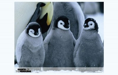 March of the Penguins Movie Poster Print