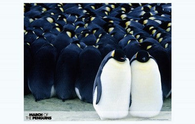 March of the Penguins Movie Poster Print