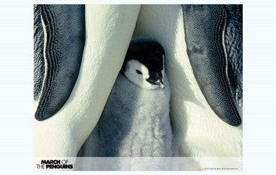 March of the Penguins Movie Poster Print