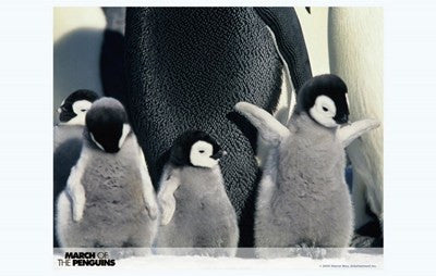 March of the Penguins Movie Poster Print