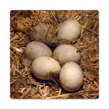 Eggs in Hay Metal Sign Wall Decor 12 x 12