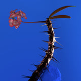 Flume - Skin Companion EP II 24 x 36 inch. Album Cover Poster