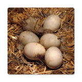 Eggs In Hay Vintage Sign Metal Sign