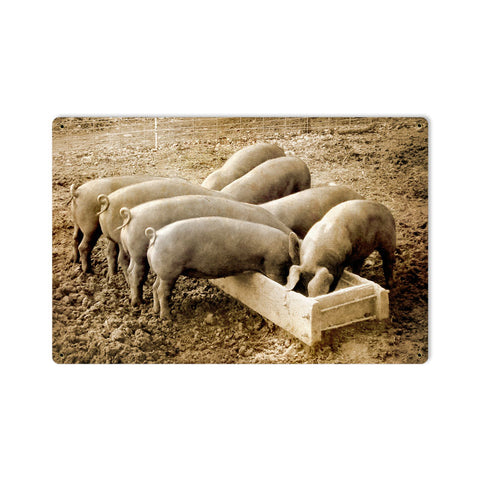 Pigs Behind Metal Sign