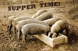 Pigs Supper Time Metal Sign