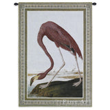 American Flamingo