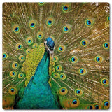 Peacock Vintage Sign Metal Sign