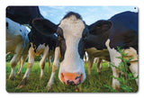 Cows Vintage Sign Metal Sign