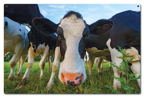 Cows-Vintage-Sign-Metal-Sign