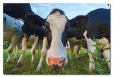 Cows Vintage Sign Metal Sign