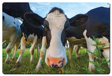 Cows Vintage Sign Metal Sign