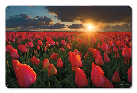 Tulip-Field-Vintage-Sign-Metal-Sign