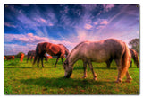 Wild Horse 2 Metal Sign
