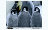 March of the Penguins Movie Poster Print