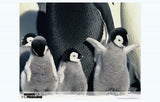 March of the Penguins Movie Poster Print