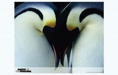 March of the Penguins Movie Poster Print
