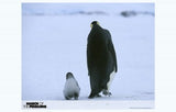 March of the Penguins Movie Poster Print