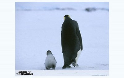 March of the Penguins Movie Poster Print