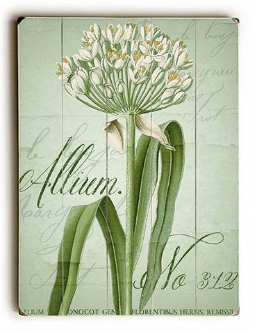 Allium No 312 Wood Sign 12x16 Planked