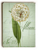 Allium No 381 Wood Sign 13x13 Planked